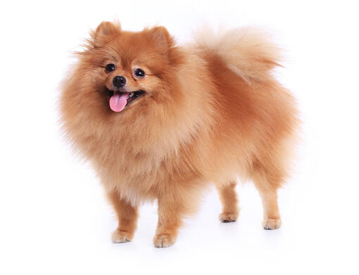 Dog breeds like sales pomeranian